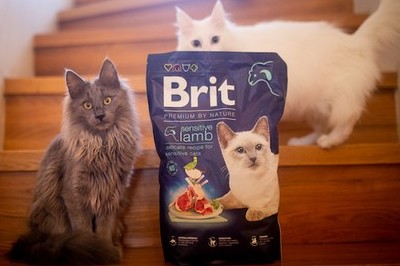 SOUTĚŽ: Brit Premium je první volba pro vaše kočky! - www.zenyprozeny.cz